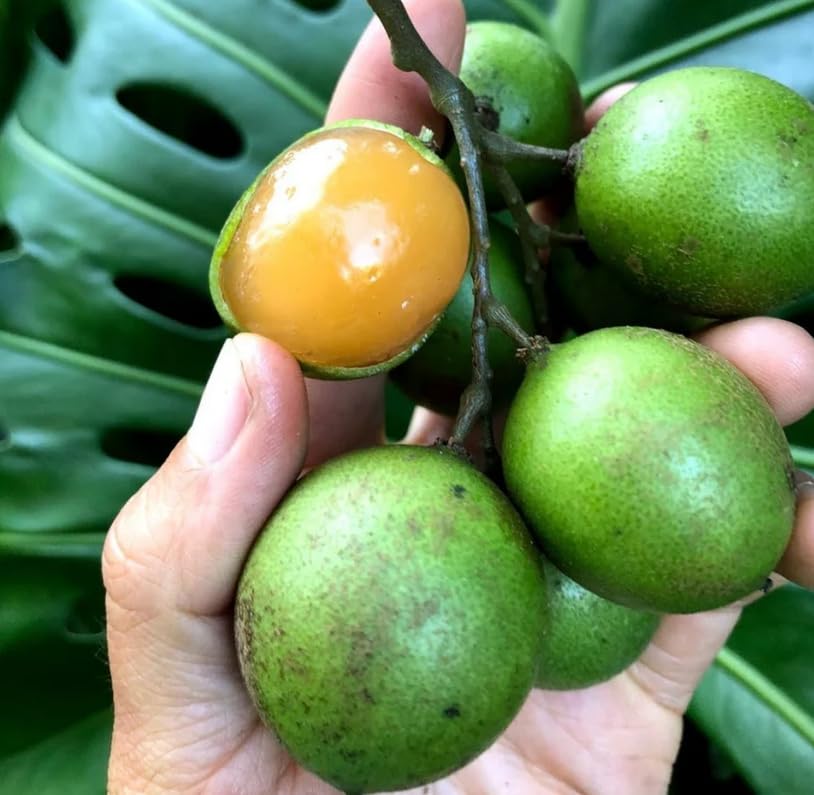 Non-GMO Lemon Sweet Spanish Lime Seeds for Organic Gardening