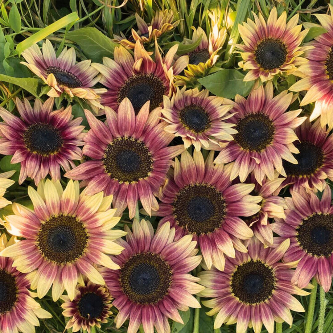 Non-GMO strawberry sunflower seeds easy to grow flowers