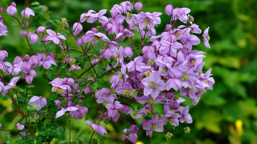 Non-GMO thalictrum seeds for shaded gardens