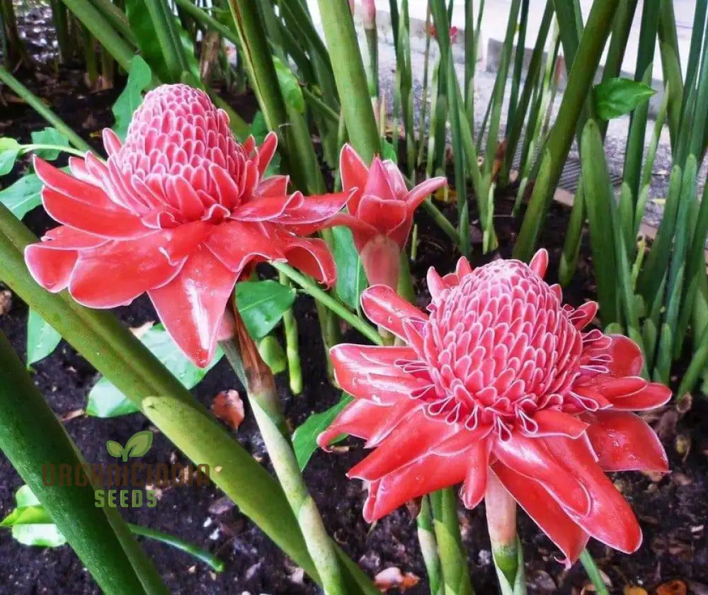 Non-GMO Torch Ginger seeds for exotic landscaping