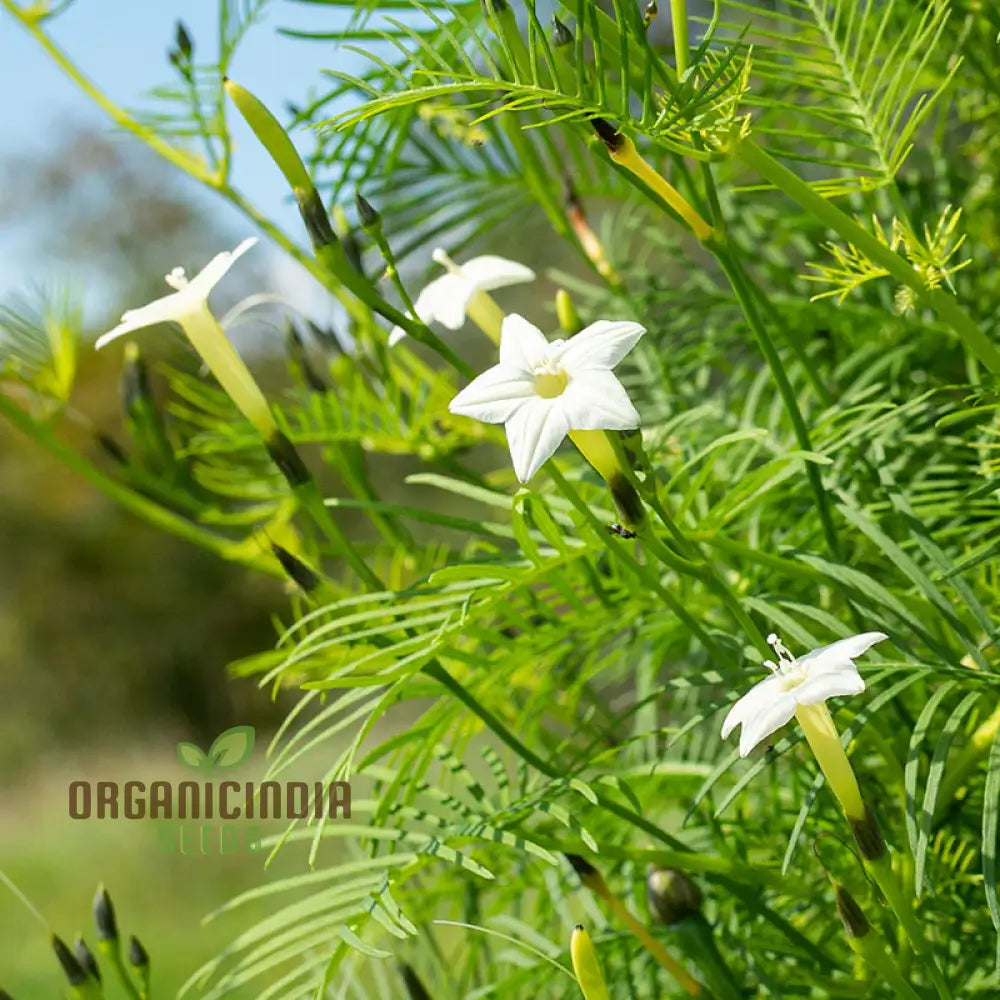Non-GMO White Cypress Vine Seeds for Fast-Growing Climbing Plants