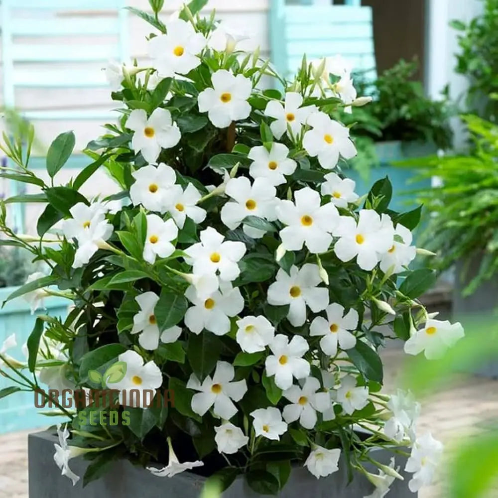 Non GMO white mandevilla seeds for outdoor planting