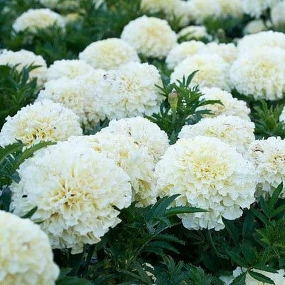 Non-GMO white marigold seeds easy to grow flowers