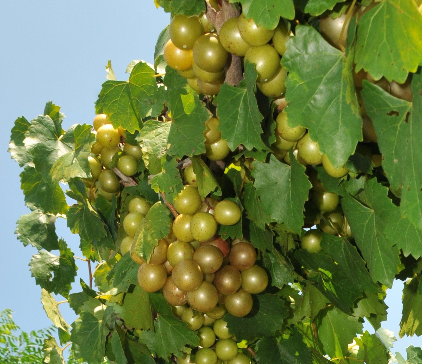 Non-GMO white Muscadine seeds for home garden grape vines