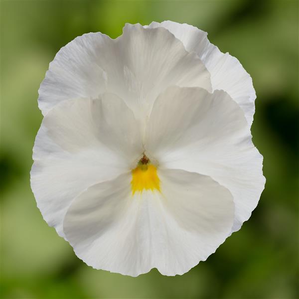Non-GMO White Pansy Seeds for Easy Growing Cool Climate Flowers