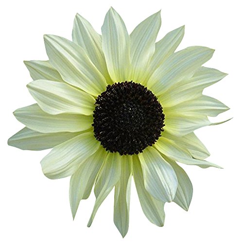 Non-GMO White Sunflower Seeds for Outdoor Gardening