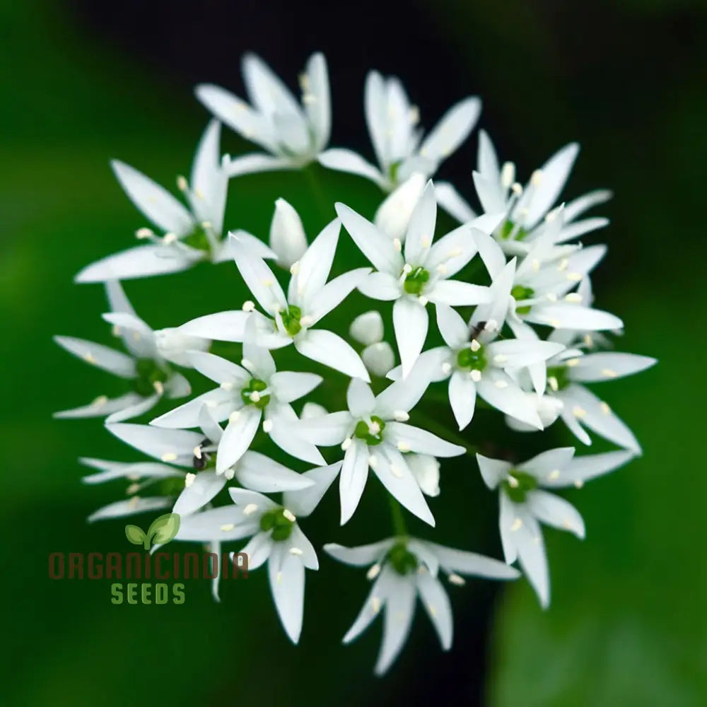 Non-GMO wild garlic seeds edible aromatic leaves
