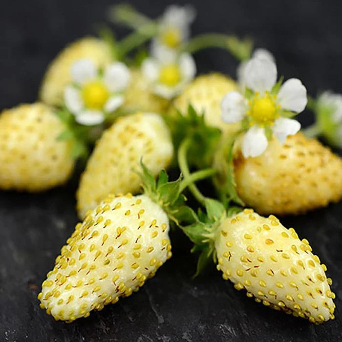 Non-GMO yellow alpine strawberry plants in containers