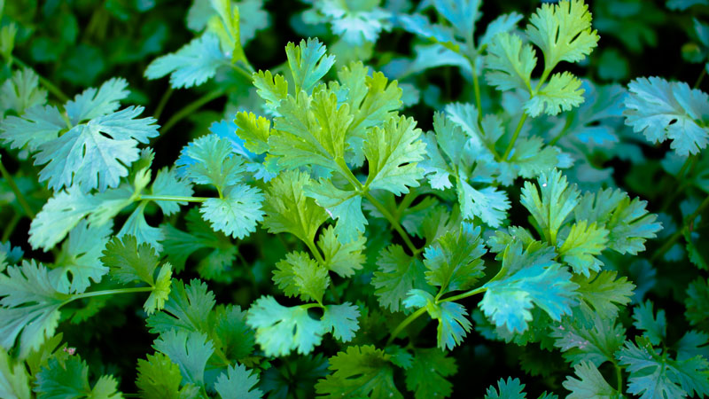 Non-GMO Long Standing Seeds Ideal for Vegetable and Herb Gardens