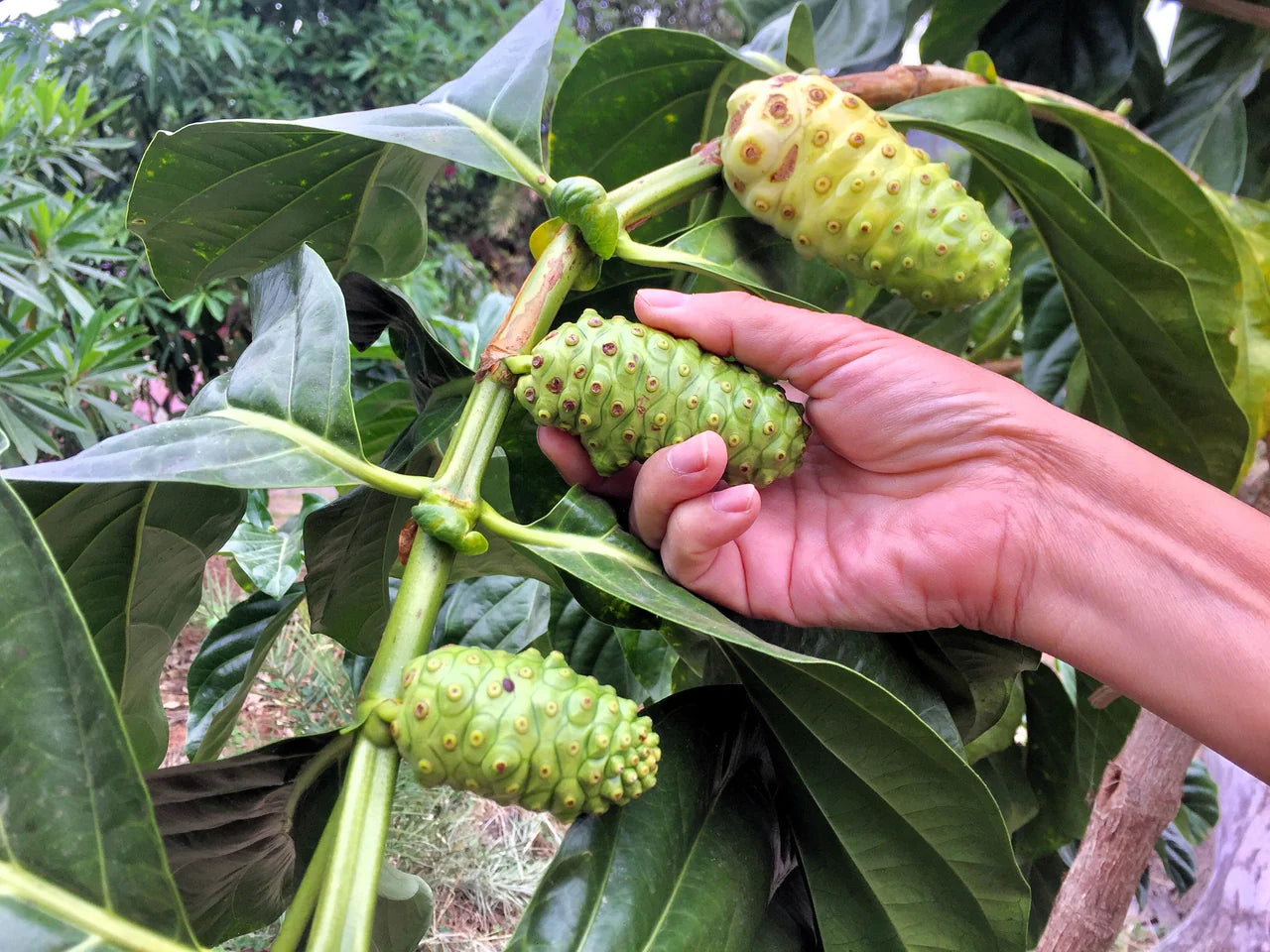 How to Grow Noni Tree Seeds – Morinda Citrifolia Planting Guide