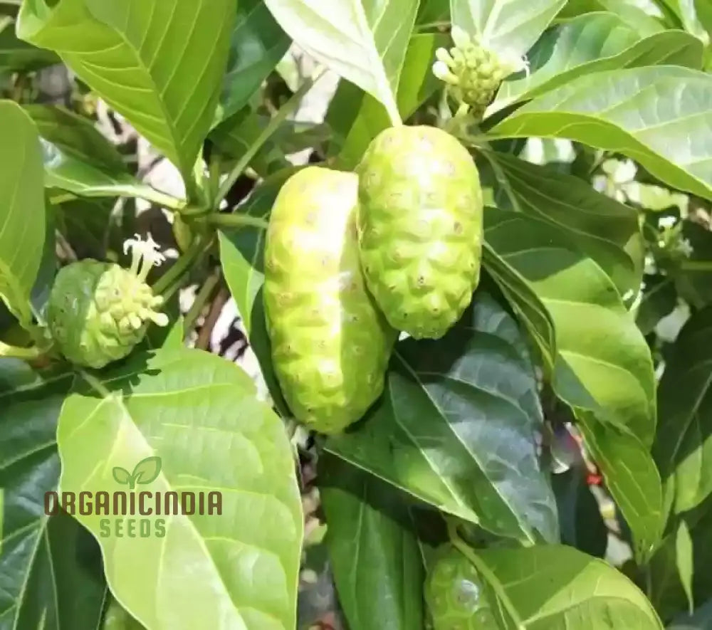 Noni Tree Seedlings Growing from Seeds – Home Gardening Guide