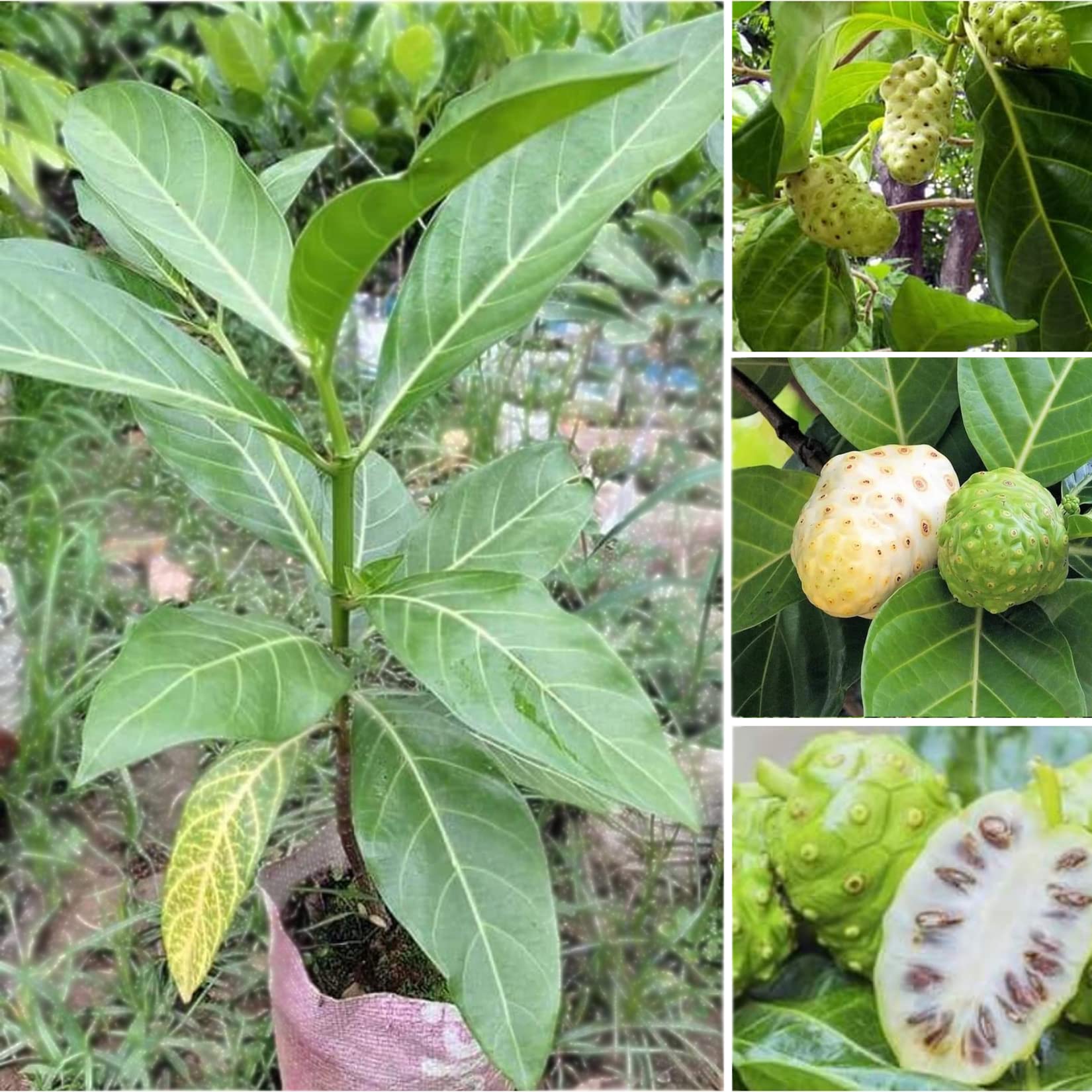Noni Tree Seeds for Planting – Morinda Citrifolia Tropical Plant
