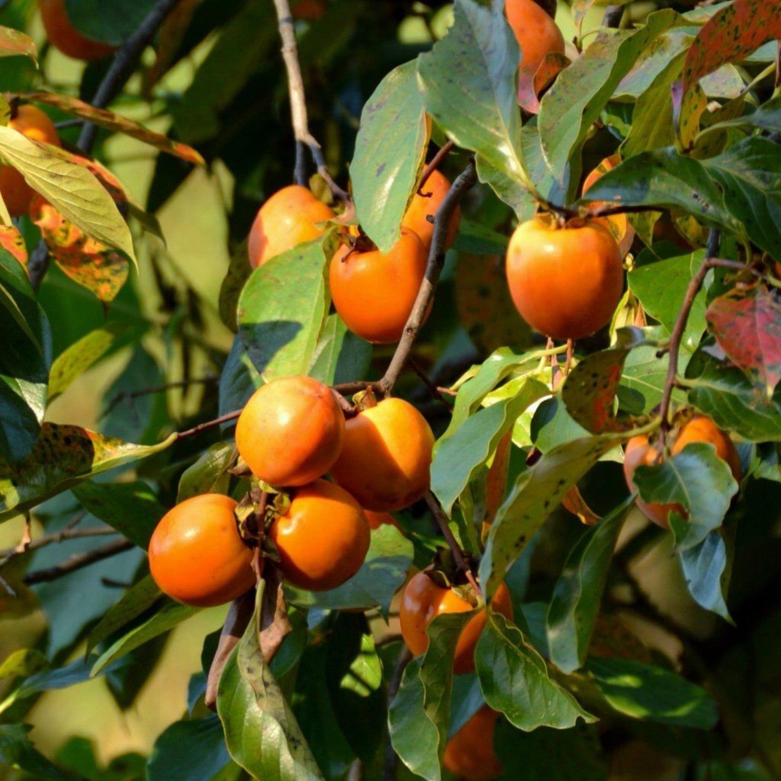 North American persimmon seeds for planting hardy fruit trees