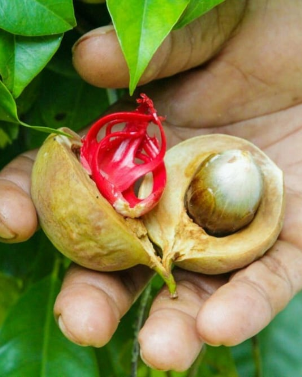 Fresh Nutmeg Fruits with Mace and Seeds