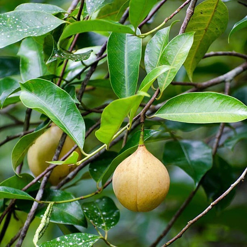 Mature Nutmeg Tree with Green Foliage