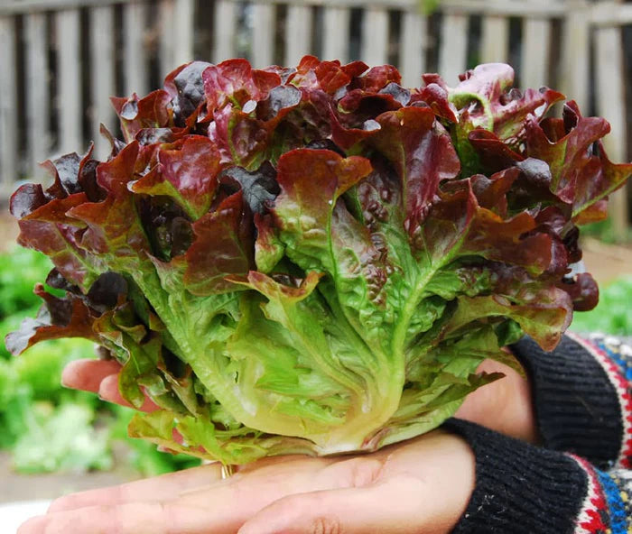 Oakleaf Lettuce Seedlings Growing in Garden Bed