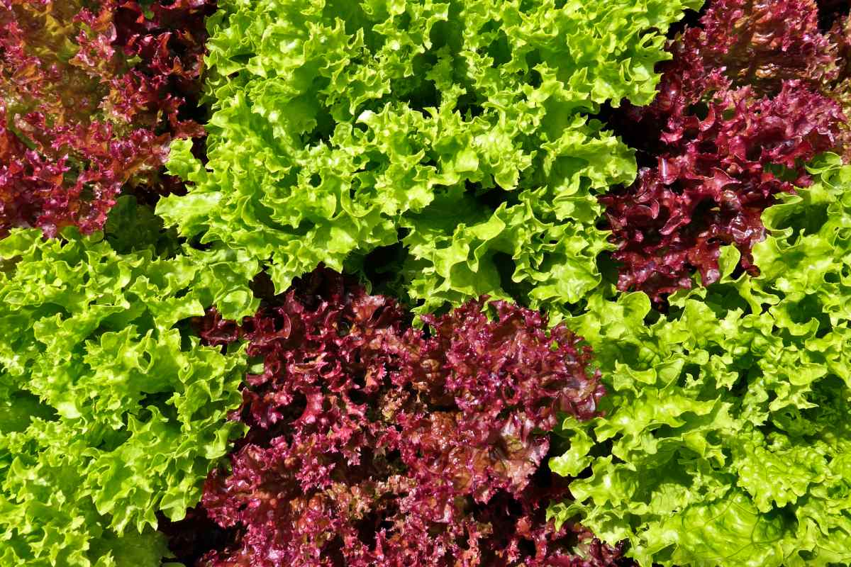 Oakleaf Lettuce Seeds Green and Red Heirloom Variety for Home Garden