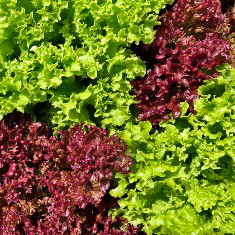 Oakleaf Lettuce Seeds Green and Red Heirloom Variety for Home Garden