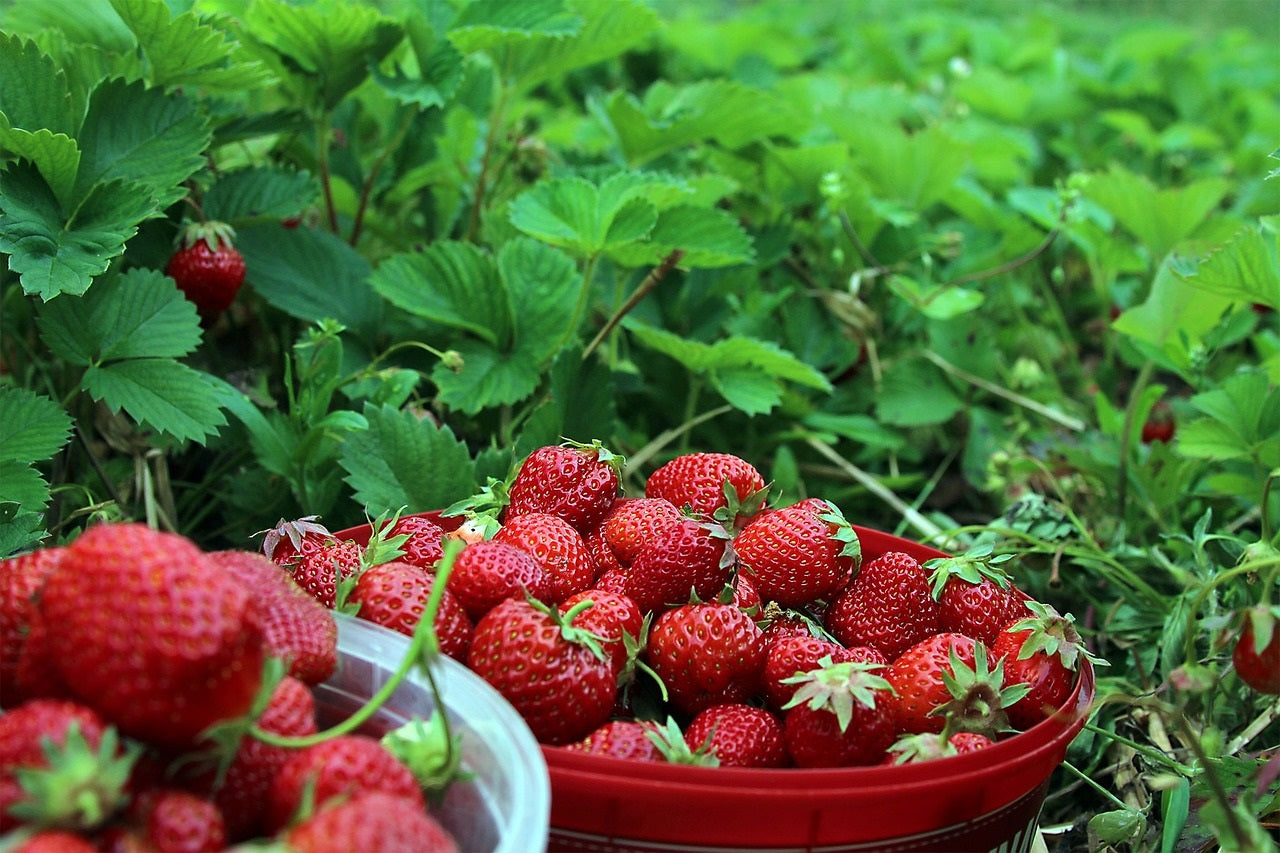 Ogallala Strawberries Growing in Containers on Patio