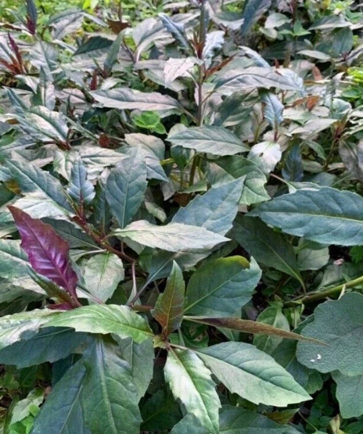 Healthy Okinawa Spinach Plant from Seeds, Home Garden Leafy Vegetable