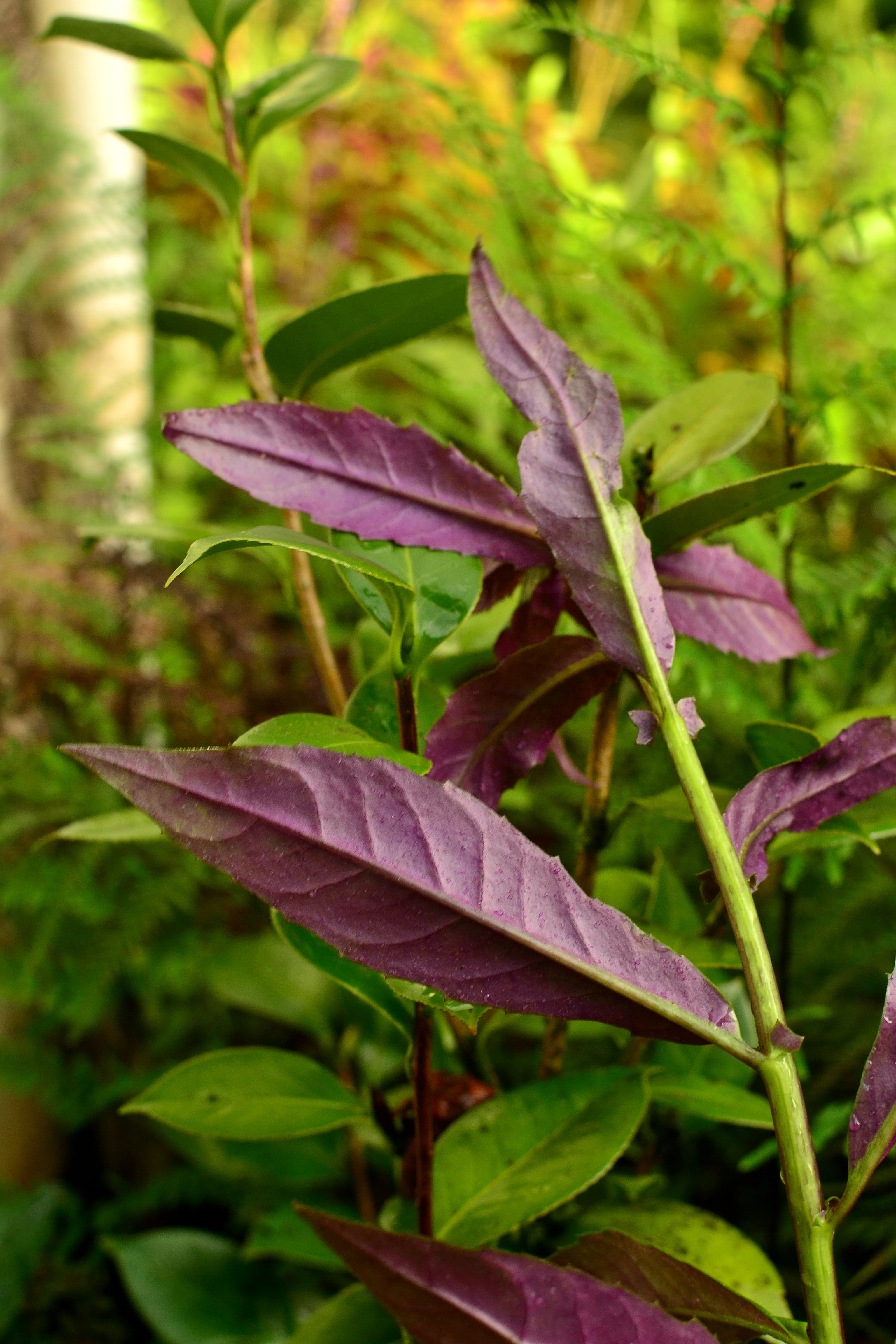 Okinawa Spinach Seeds (Gynura bicolor) for Planting, Non-GMO Leafy Green Seeds