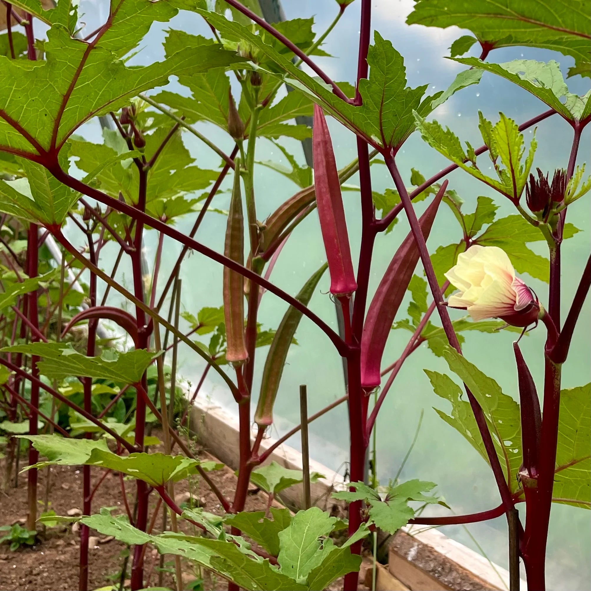 Red Burgundy Okra Plants Growing in Garden Bed from Seeds, Home Vegetable Garden