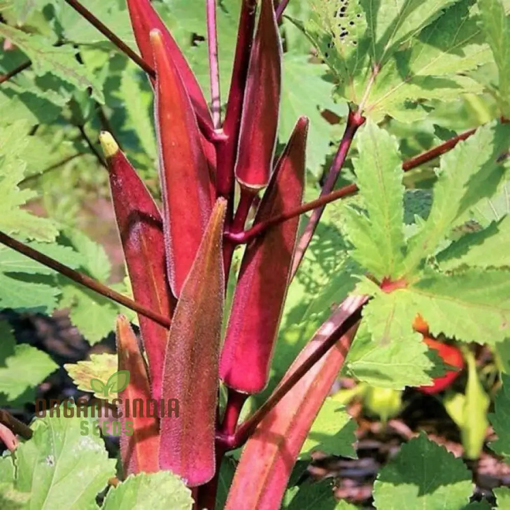 Red Burgundy Okra Seeds for Home Garden, Deep-Red Vegetable Seeds