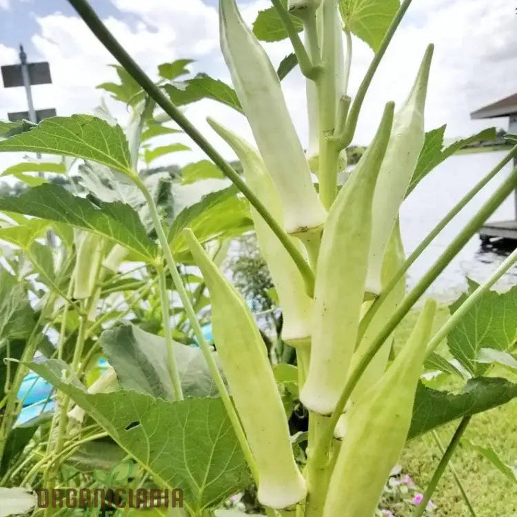 Silver Queen Okra Seeds for Home Gardening, High-Yield Vegetable Seeds