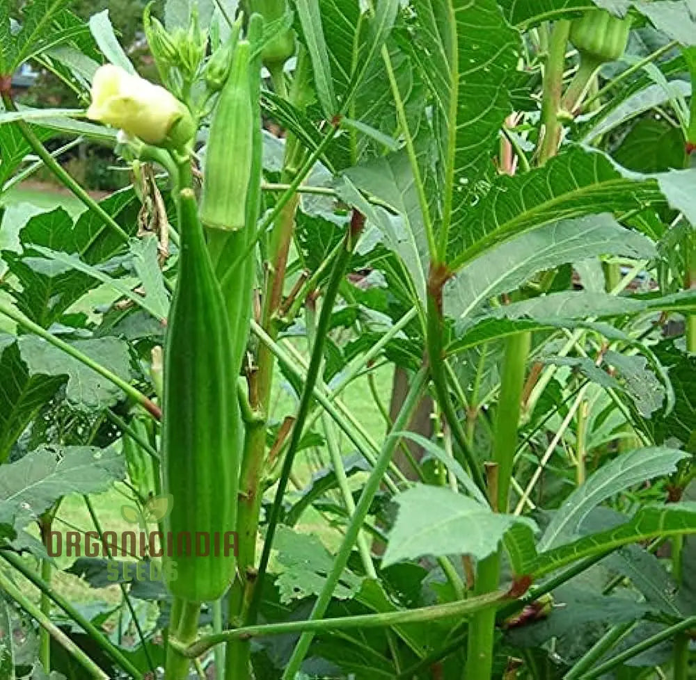 Harvested Simpson Okra Pods from Seeds, Tender and Flavorful