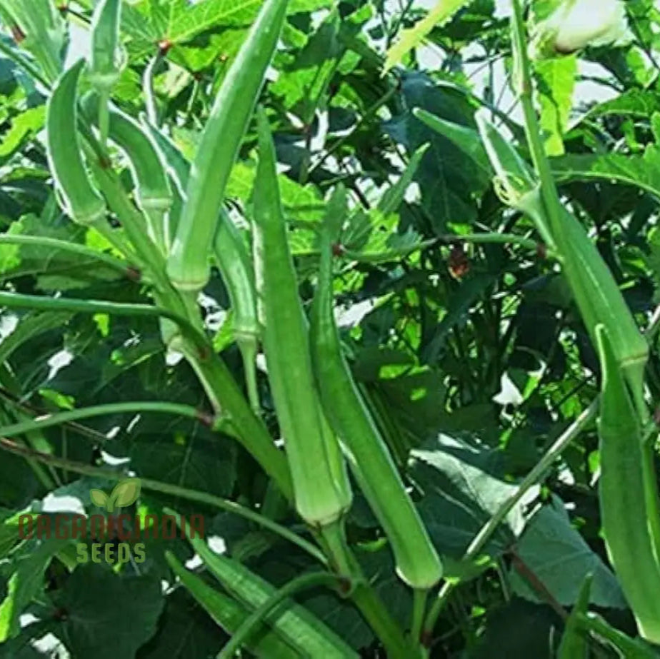 Mature Simpson Okra Plant from Seeds, Bushy and Productive Vegetable