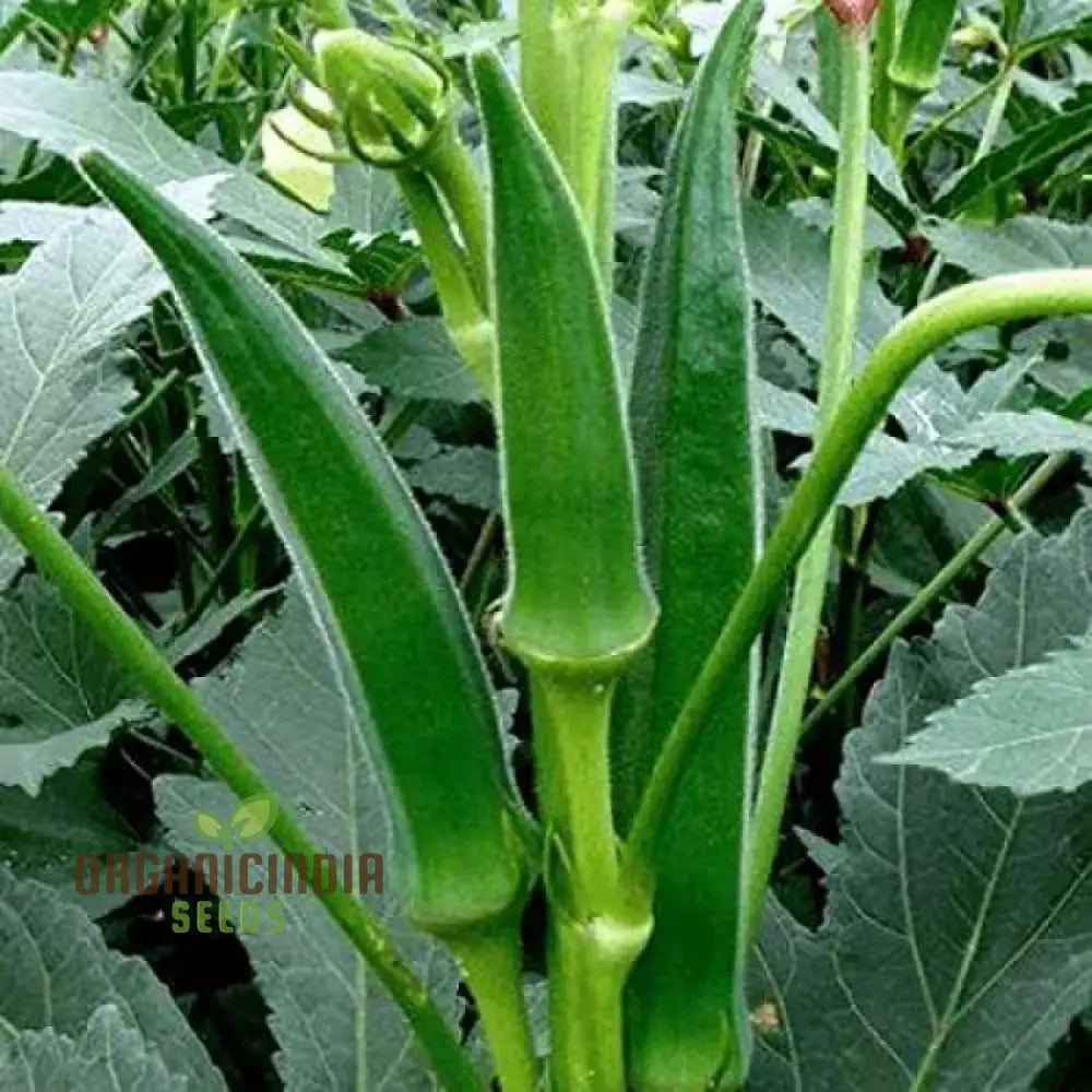 Simpson Okra Seeds for Home Garden, Easy-to-Grow Vegetable Seeds