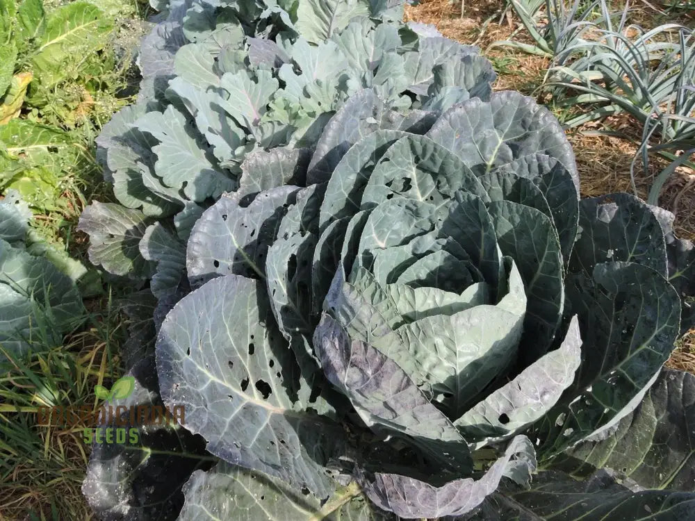Closeup of Ole Timey Blue Collard Leaves, Tender and Flavorful Homegrown Greens