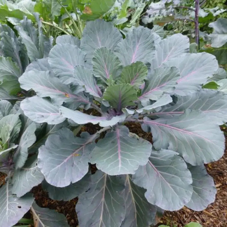 Mature Ole Timey Blue Collard Plant from Seeds, Large Nutrient-Rich Leaves
