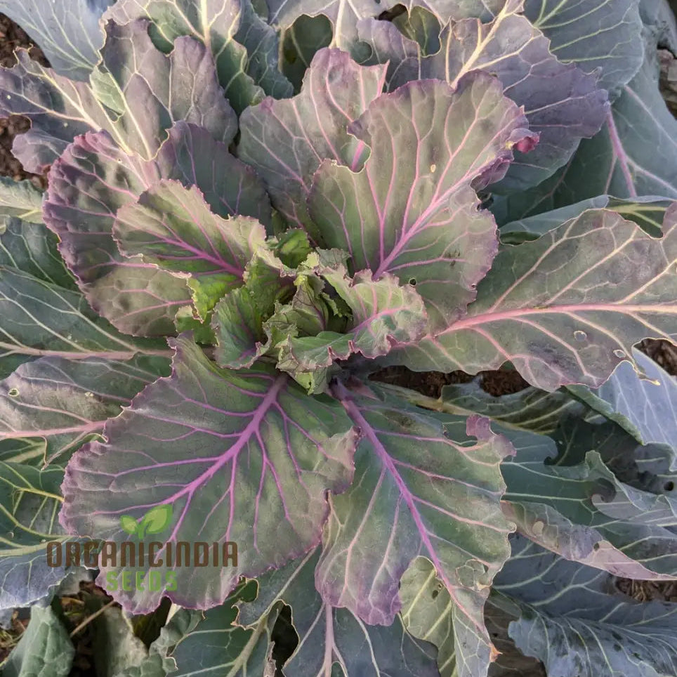 Ole Timey Blue Collard Seeds for Garden, Premium Heirloom Collard Seeds