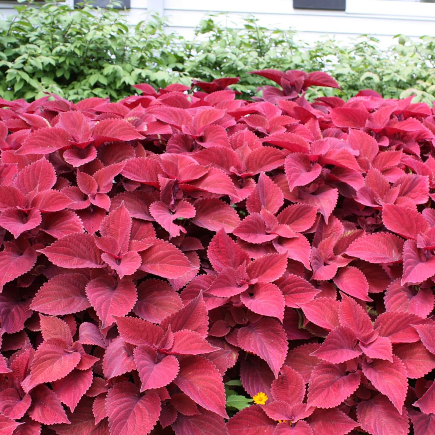 Coleus Redhead Seeds for Planting Non-GMO Red Foliage Plant