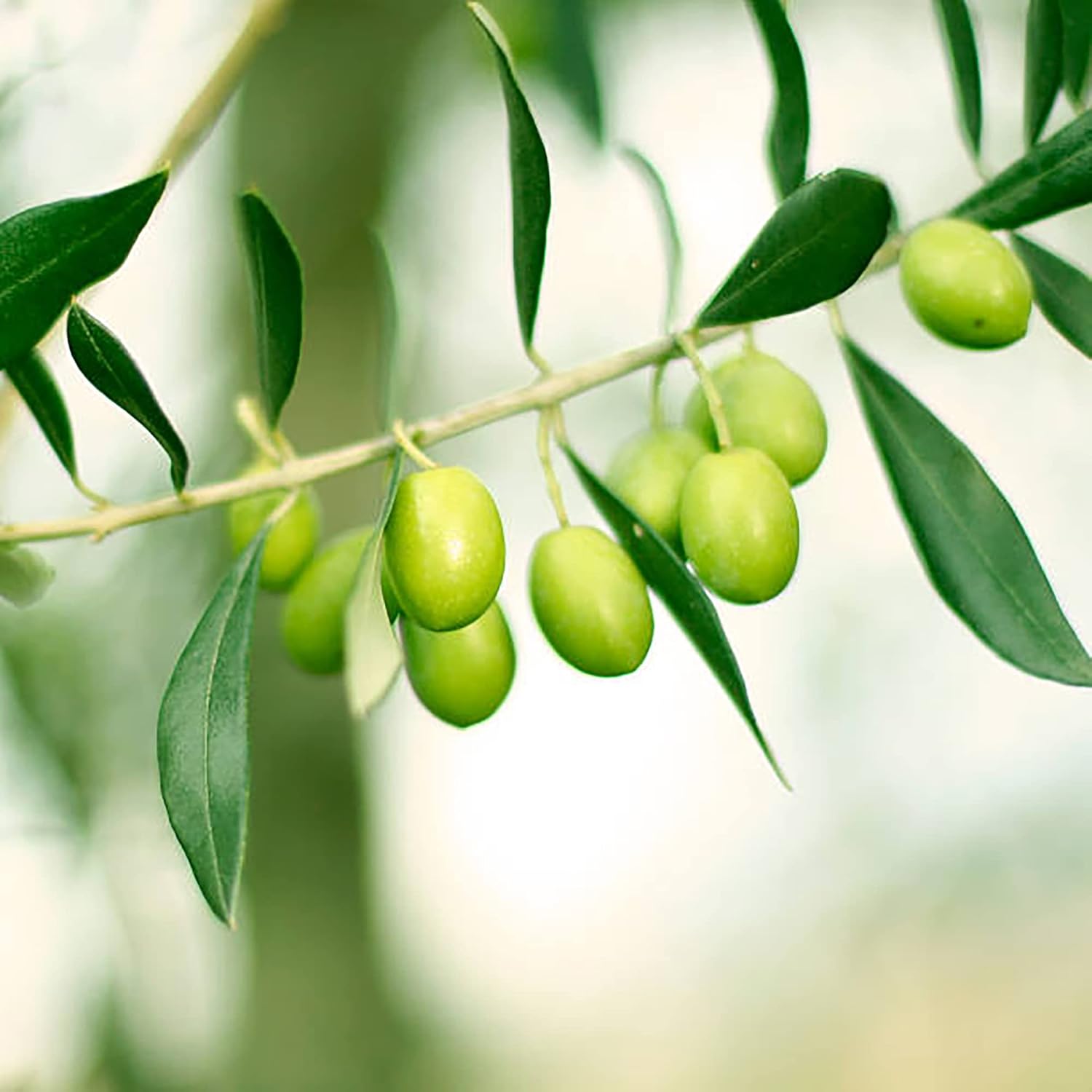 Olive Tree Seeds (Olea europaea) Non-GMO Evergreen Perennial