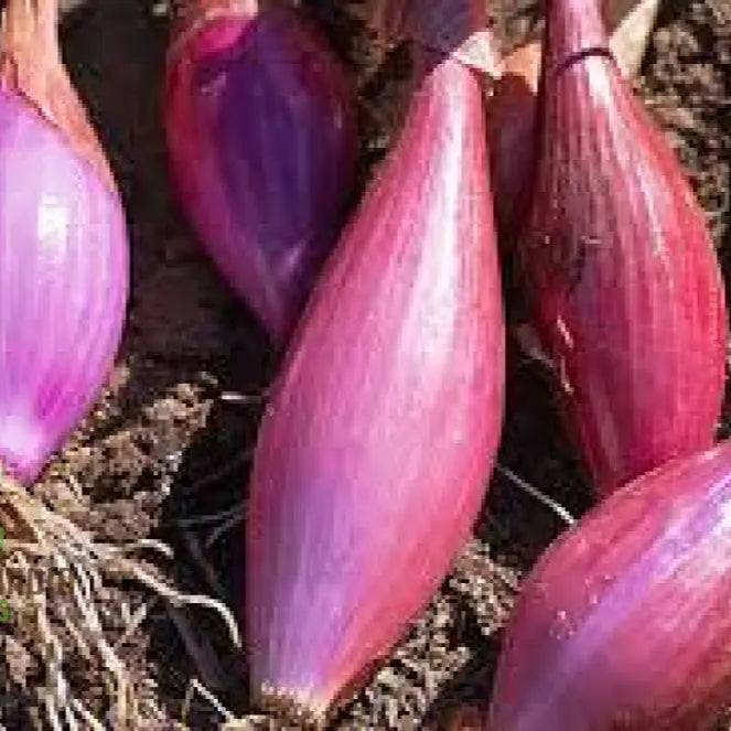 Onion Long Red Florence Seeds For Vibrant Gardens | Shop Now
