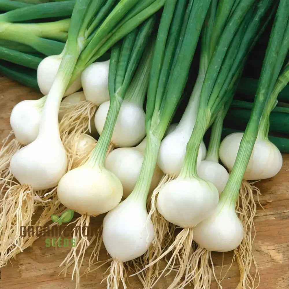 Onion Paris Silverskin Seeds â€“ Elevate Your Gardening With Crisp Flavorful Onions Perfect For