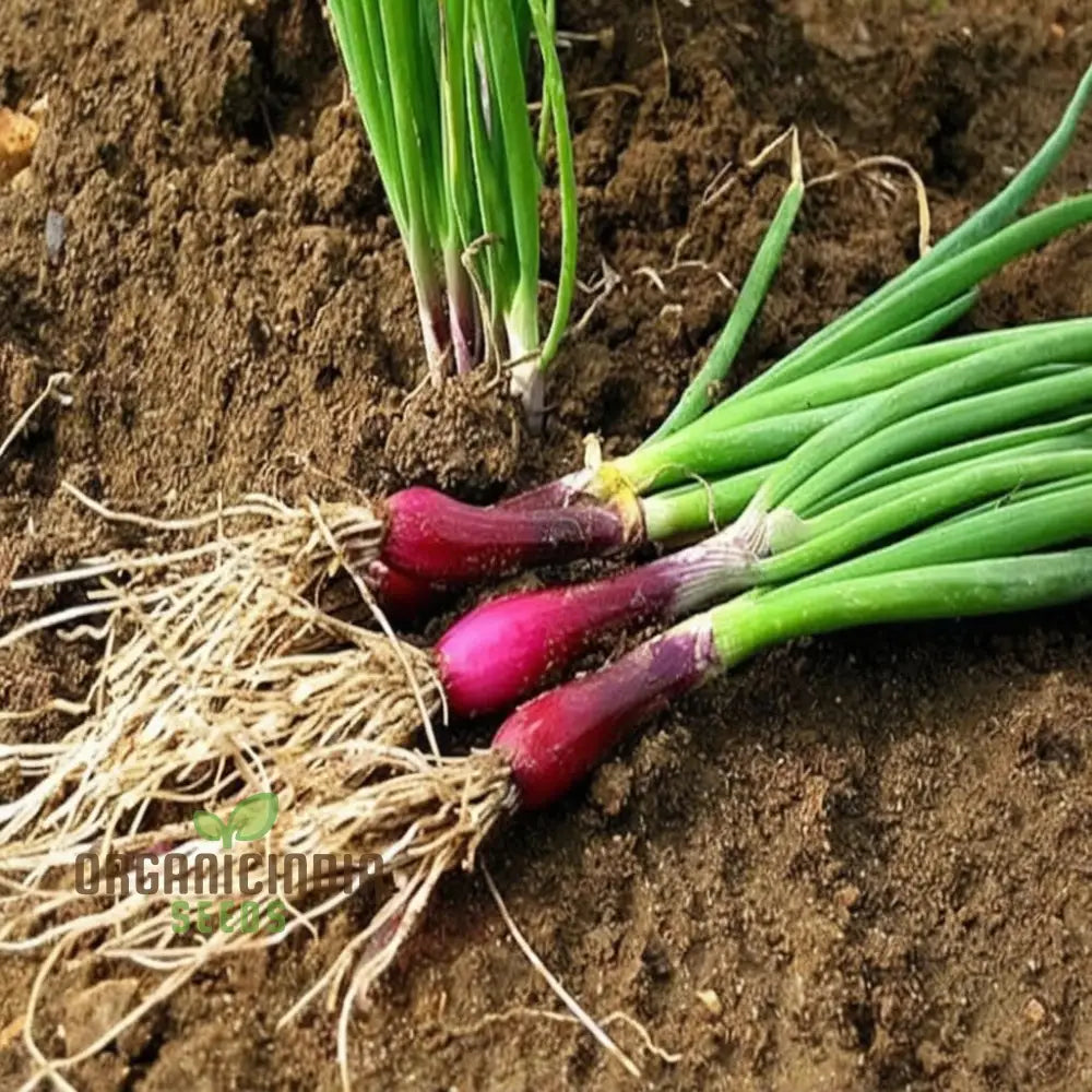 Onion Simane Seeds â€“ Elevate Your Gardening With Robust High-Quality Onions For Delicious