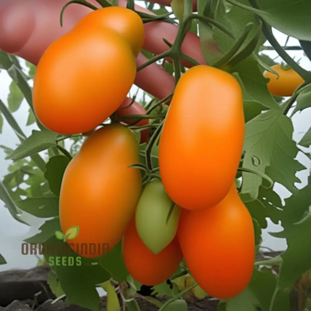Orange Beauty Tomato Growing in Garden from Seeds, High-Yield Tomato