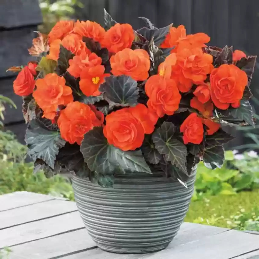 Orange Begonia Flower Seeds for Bright Garden Blooms