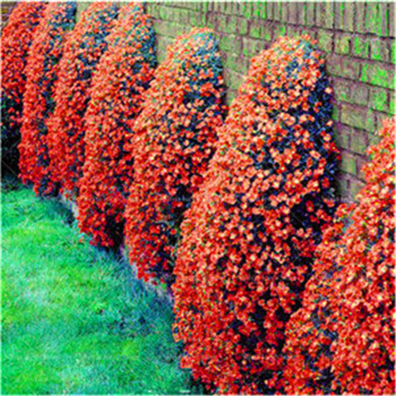 Orange Creeping Thyme Seeds for Planting, Non-GMO Fragrant Groundcover Herb