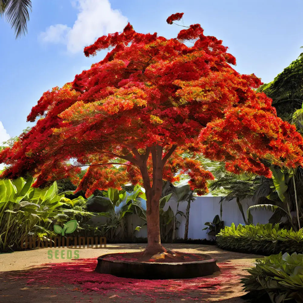 30 Graines D'arbre Flamboyant (Delonix Regia) - Pour Plantation Intérieure Ou Extérieure
