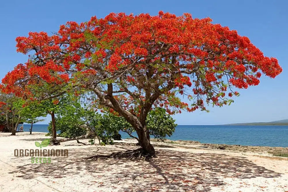 30 Graines D’Arbre Flamboyant (Delonix Regia) – Pour Jardin Exotique, Croissance Facile – Idéal Débutants Et Jardiniers Confirmés - 10