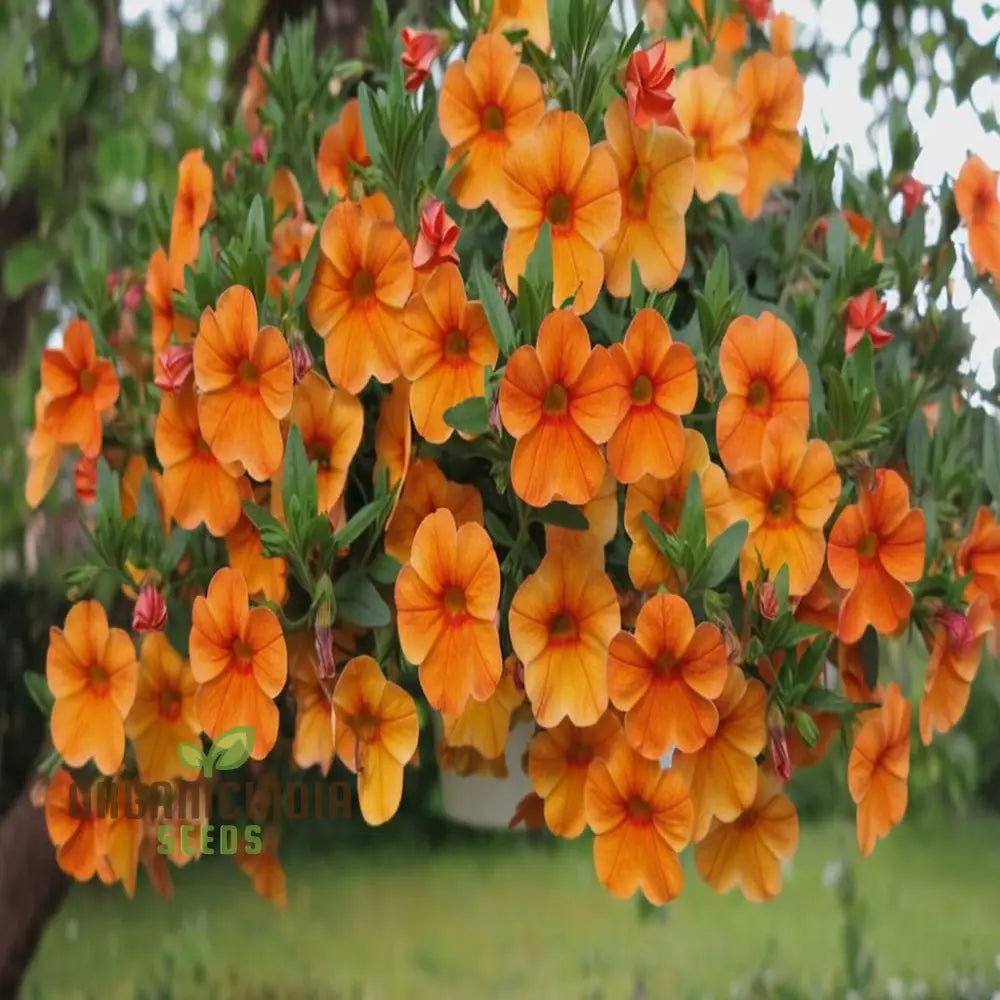 Orange Hanging Petunia Flower Seeds