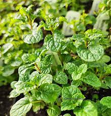 Orange Mint Seeds for Planting Non-GMO Fragrant Perennial Herb