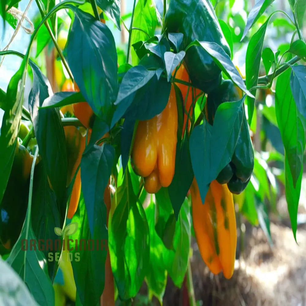 Mature Orange Pepperoncini Plant from Seeds, Vibrant and Flavorful Peppers