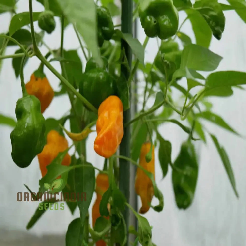 Orange Pepperoncini Seeds for Home Garden, Mildly Hot and Tangy Peppers