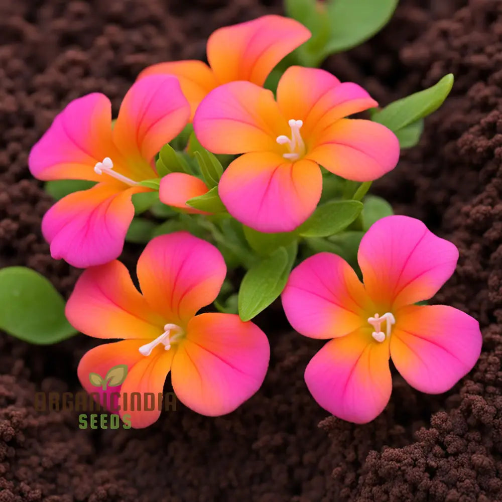 Orange pink Mirabilis Four O’Clock flower seeds