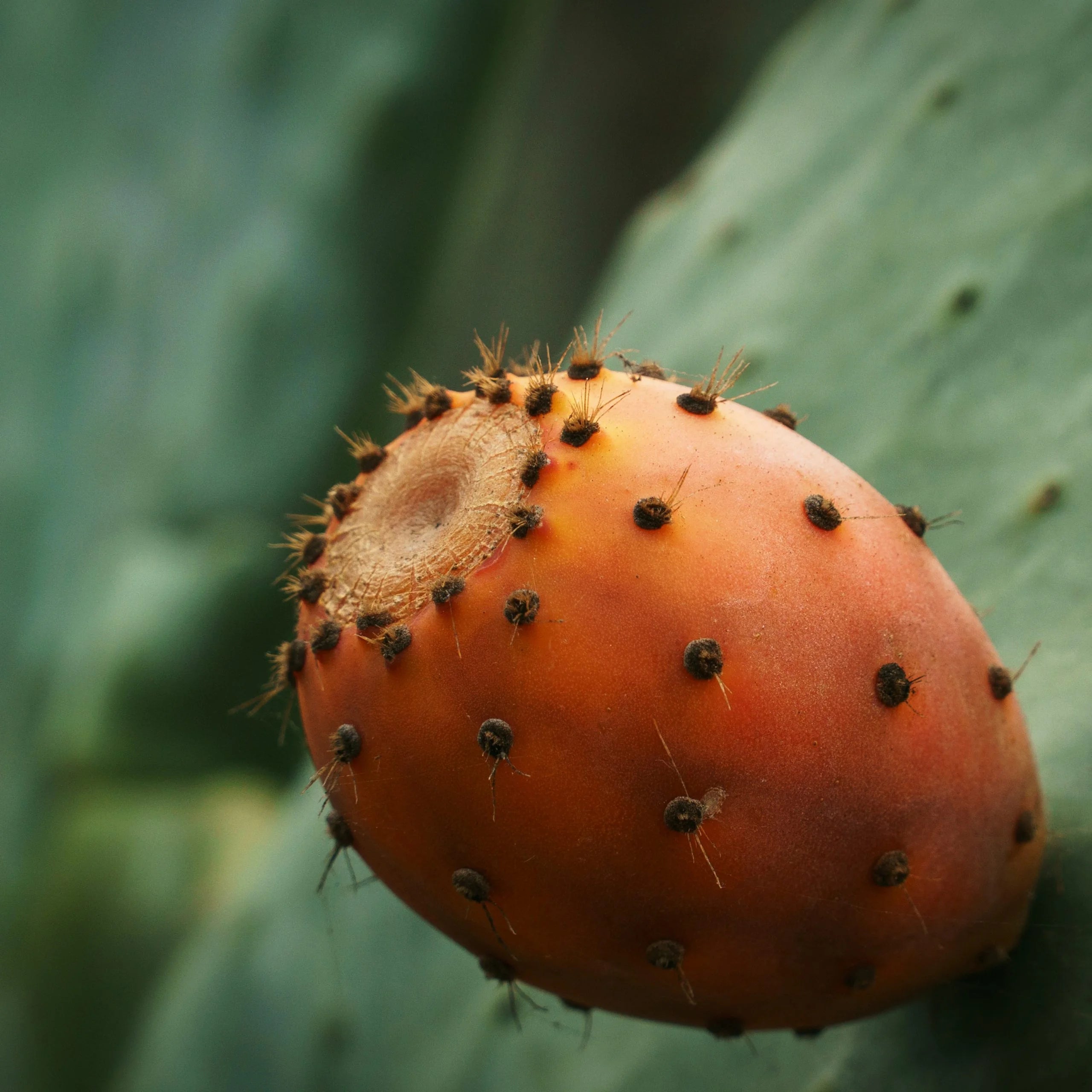 Orange Prickly Pear Cactus Seeds for Planting